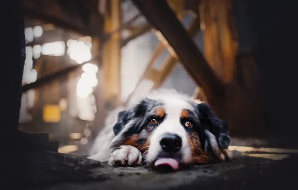 Background, each, dog