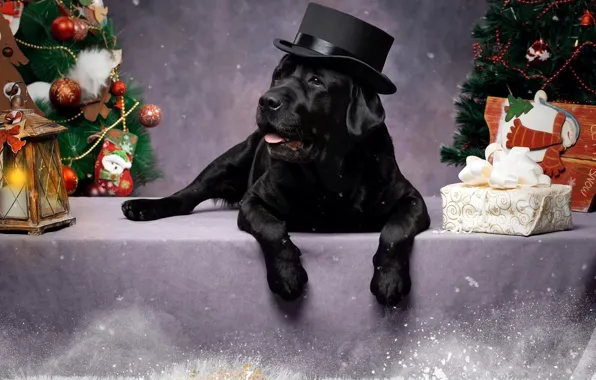 Picture gift, black, dog, lantern, New year, tree, cylinder, Labrador Retriever
