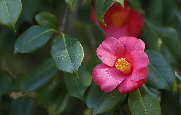 Flower, leaves, branches, spring, pink, flowering, green background, Camellia