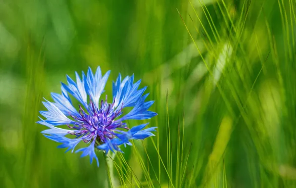 Picture grass, macro, nature, petals, meadow, Cornflower blue