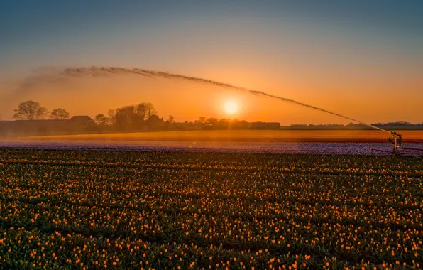 Field, the sky, water, the sun, rays, light, trees, landscape