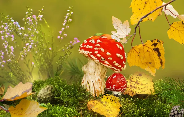 Autumn, grass, leaves, macro, nature, mushrooms, moss, branch