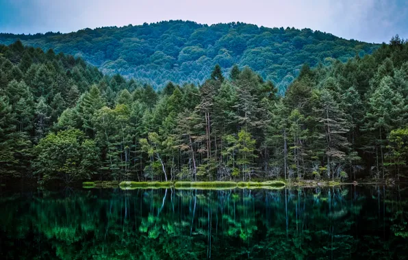 Nature, reflection, forest, pond