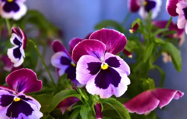 Macro, flowers, pink, Pansy, lilac, bokeh, violet, viola