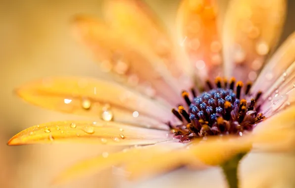 Flower, drops, macro, yellow