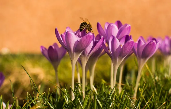 Bee, spring, crocuses