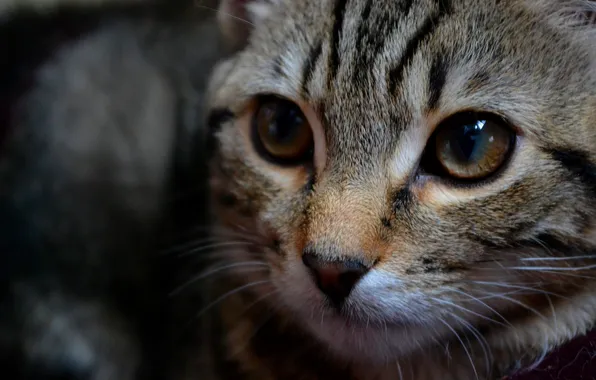 Cat, cat, macro, striped