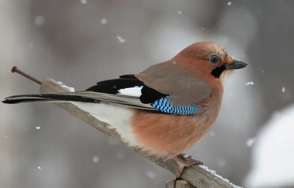 Picture winter, snow, bird, Jay, the crossbar