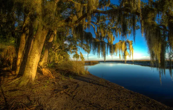 The sun, trees, branches, river, shore, USA, Georgia, Bryan
