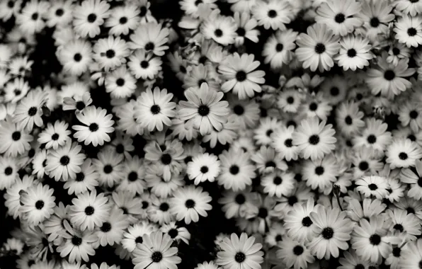 Flower, flowers, nature, flowers, macro photography