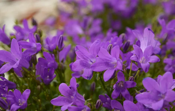 Flowers, Bokeh, Purple flowers, Purple flowers