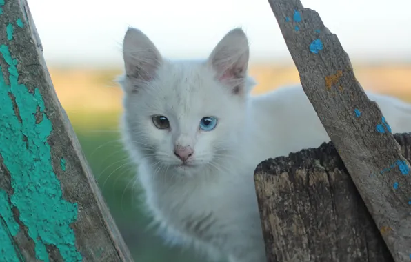 Picture heterochromia, different eye color, white cats
