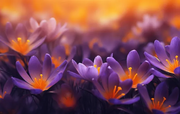 Flowers, glade, spring, crocuses, lilac, Krokus, bokeh, spring flowers