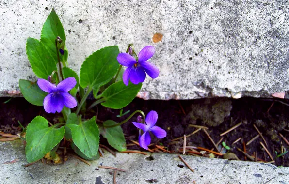 Picture leaves, flowers, stones, petals