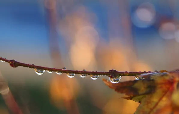 Picture autumn, leaves, drops, branch