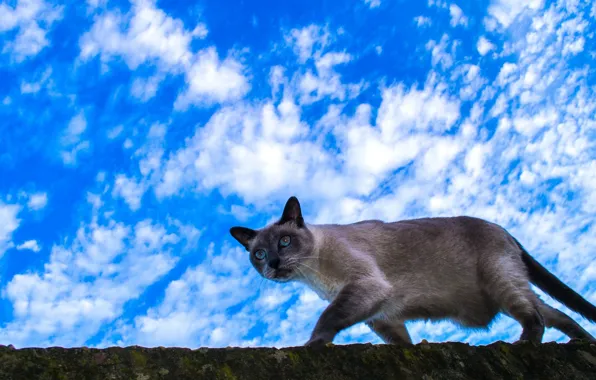 Picture cat, the sky, clouds