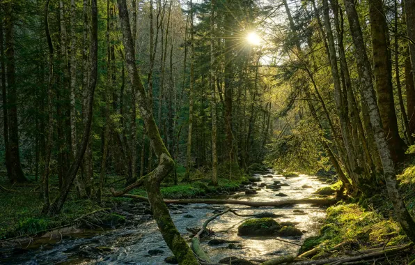 Picture light, log, coniferous, shore, pond, river, forest, stream