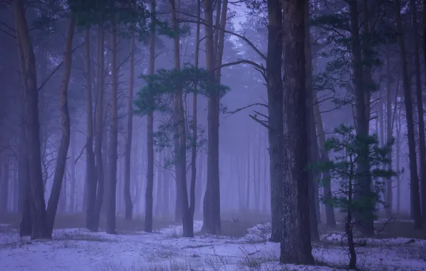 Winter, forest, snow, trees, branches, fog, morning, haze
