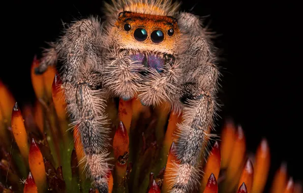 Flower, look, macro, spider, red, black background, jumper, spider