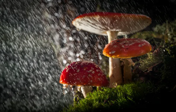 Forest, drops, macro, light, nature, rain, mushrooms, Amanita