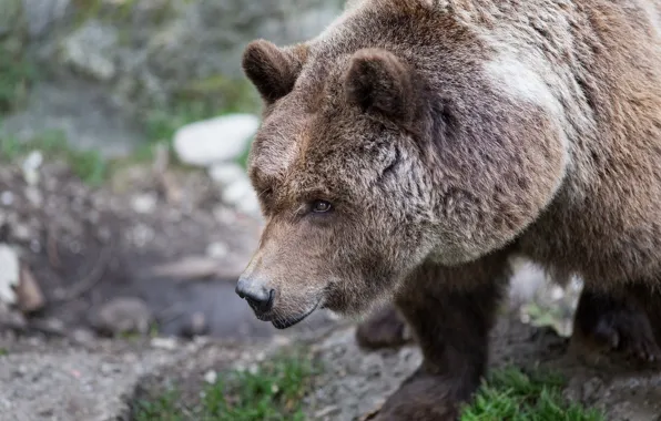 Face, bear, brown