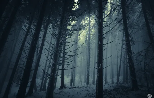 Picture winter, forest, snow, trees, nature, fog, Austria