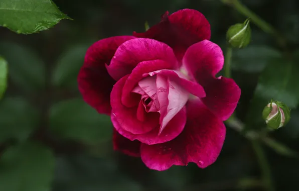 Macro, rose, petals, buds, Burgundy