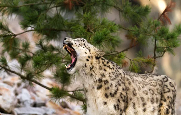 Picture language, cat, mouth, IRBIS, snow leopard, yawns, pine
