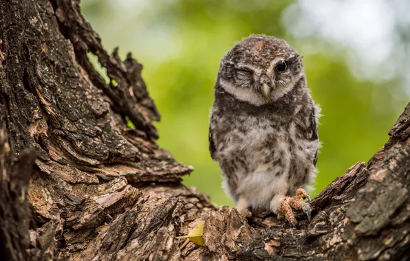 Tree, owl, bird, bark, chick, owlet, winks