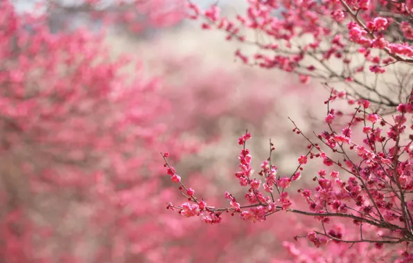 Picture flowers, branches, flowering, blossom