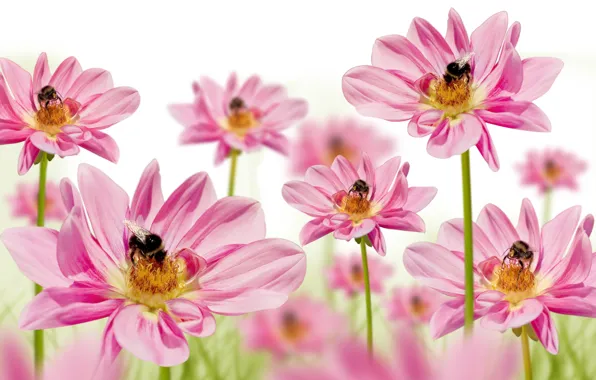 Flowers, background, bees