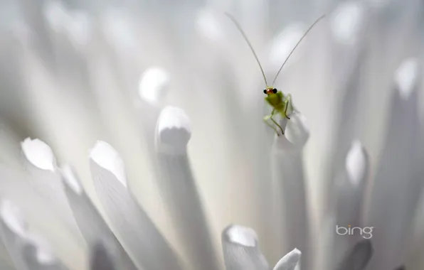 Flowers, petals, insect, zlatovlaska