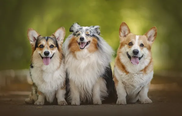 Picture dogs, background, trio, Sheltie, Trinity, Welsh Corgi, Shetland Sheepdog, Aksinya Denisova