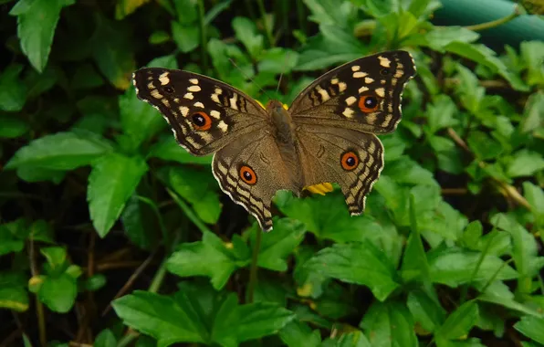 Leaves, microsemi, butterfly, wings, insect, beautiful, closeup