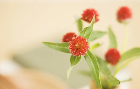 FOCUS, RED, LEAVES, FLOWERS