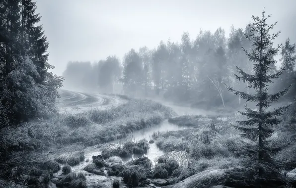 Forest, nature, fog