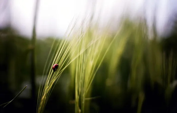 Picture field, nature, ladybug