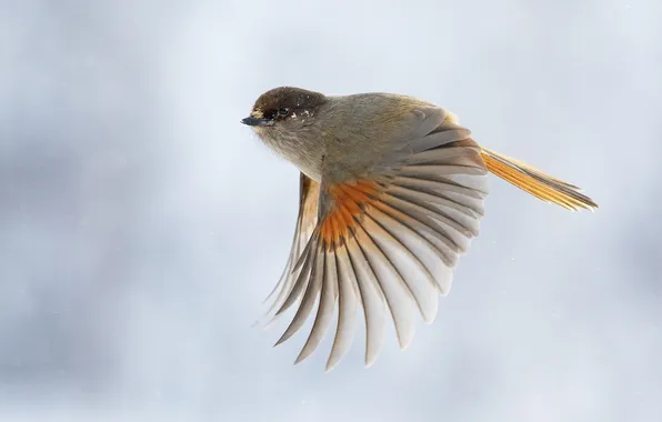 Picture flight, bird, wings, feathers, stroke