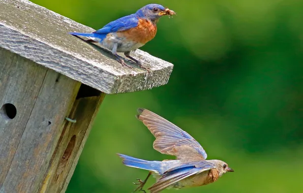 Flight, birds, color, beak, insect, birdhouse, house