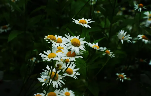 Picture summer, chamomile, white flowers, divination
