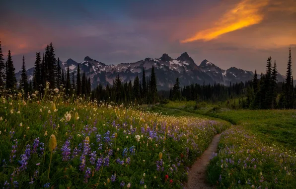 Trees, landscape, sunset, flowers, mountains, nature, fog, the volcano