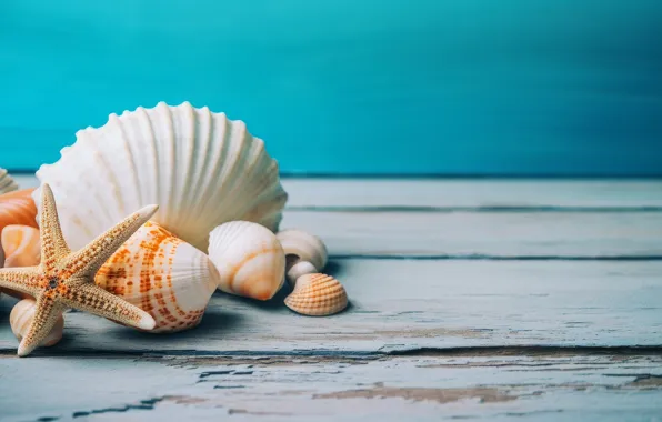 Board, shell, shell, starfish, blue background, composition, AI art, neural network