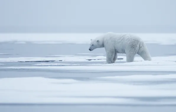 Ice, winter, animals, white, the sky, snow, nature, fog