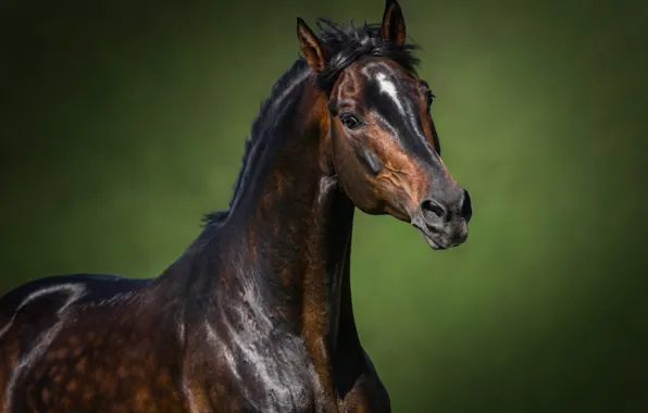 Look, face, horse, horse, portrait, chestnut
