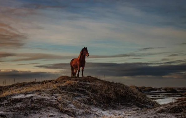 Horse, horse, hill