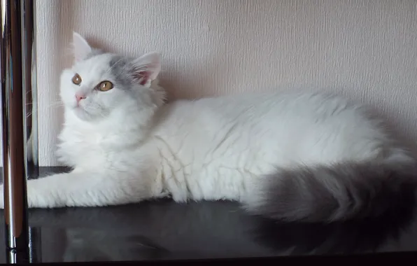 Cat, white, pussy