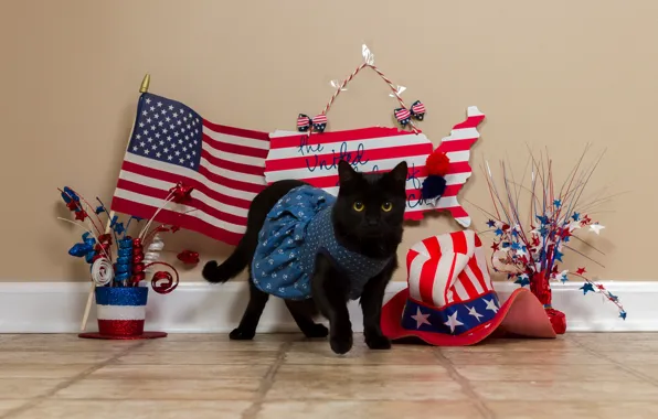 Cat, cat, look, wall, hat, dress, costume, floor