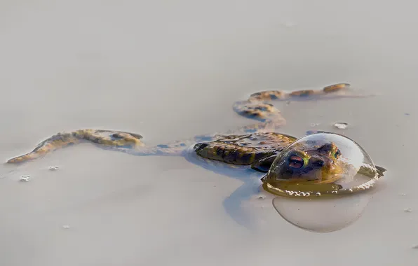 Frog, bubble, floats