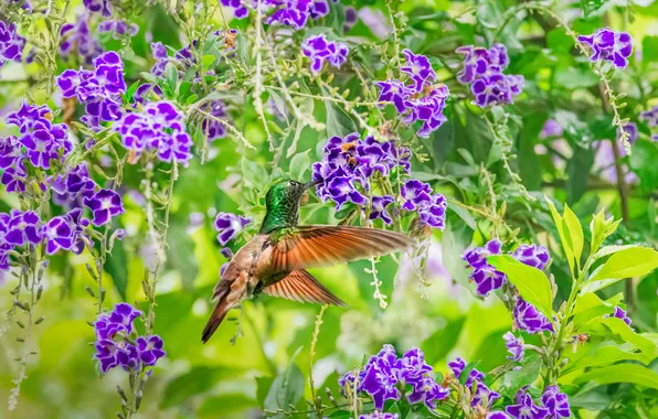 Flowers, birds, nature, bird, The Peruvian hummingbird, Drinking nectar, Maikel Valle Clara
