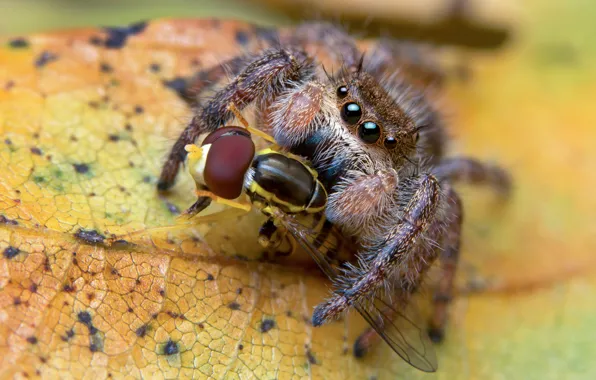 Macro, yellow, background, leaf, spider, predator, insect, mining